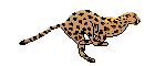 Image of cheetah.gif